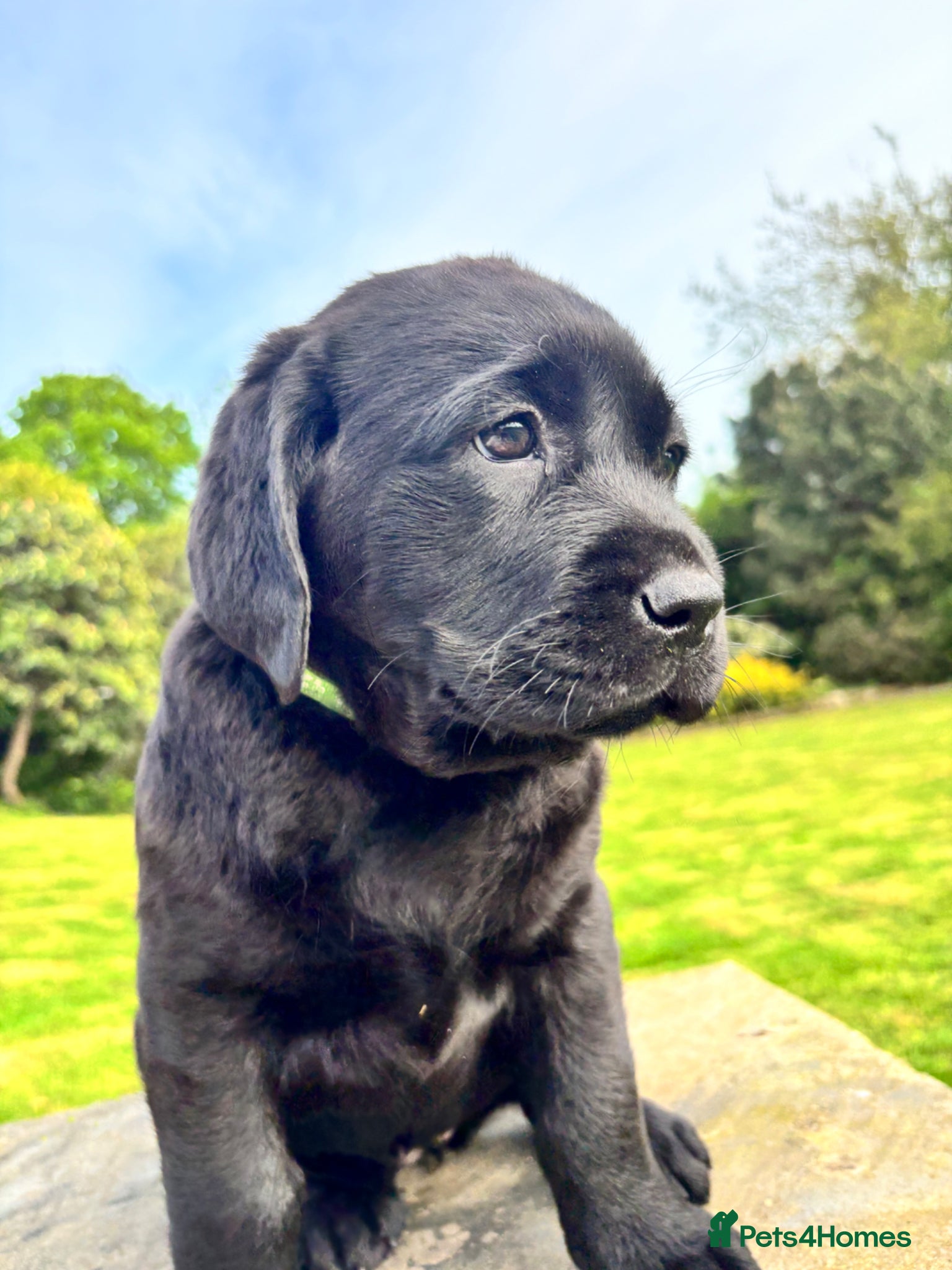 Labrador Retriever dogs True Show Line Chunky Labrador Puppies  - Advert 16