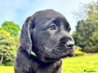 Labrador Retriever dogs True Show Line Chunky Labrador Puppies - Advert 3