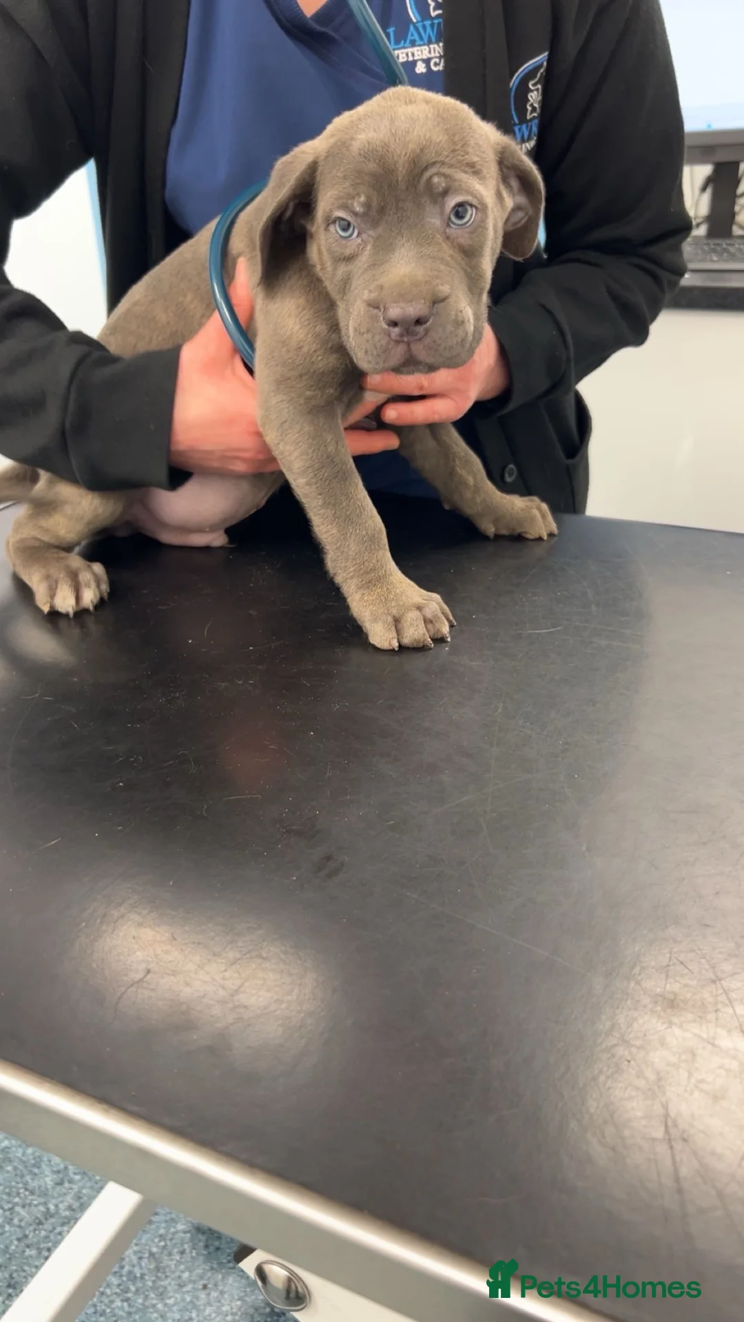 Cane Corso dogs for sale: Cane corso champion bloodline pups  - Advert 20