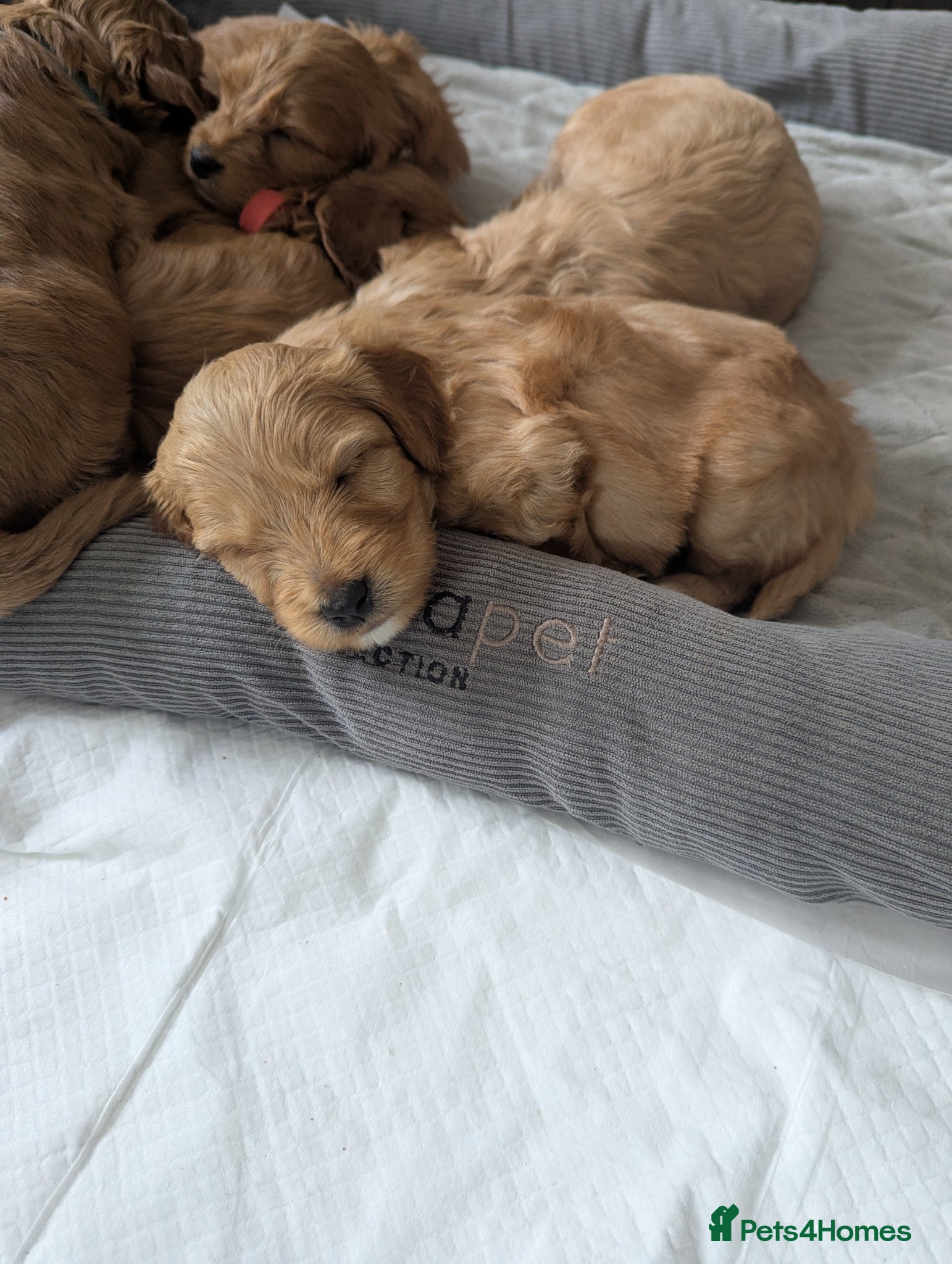 Cockapoo dogs COCKERPOO PUPPIES  - Advert 2