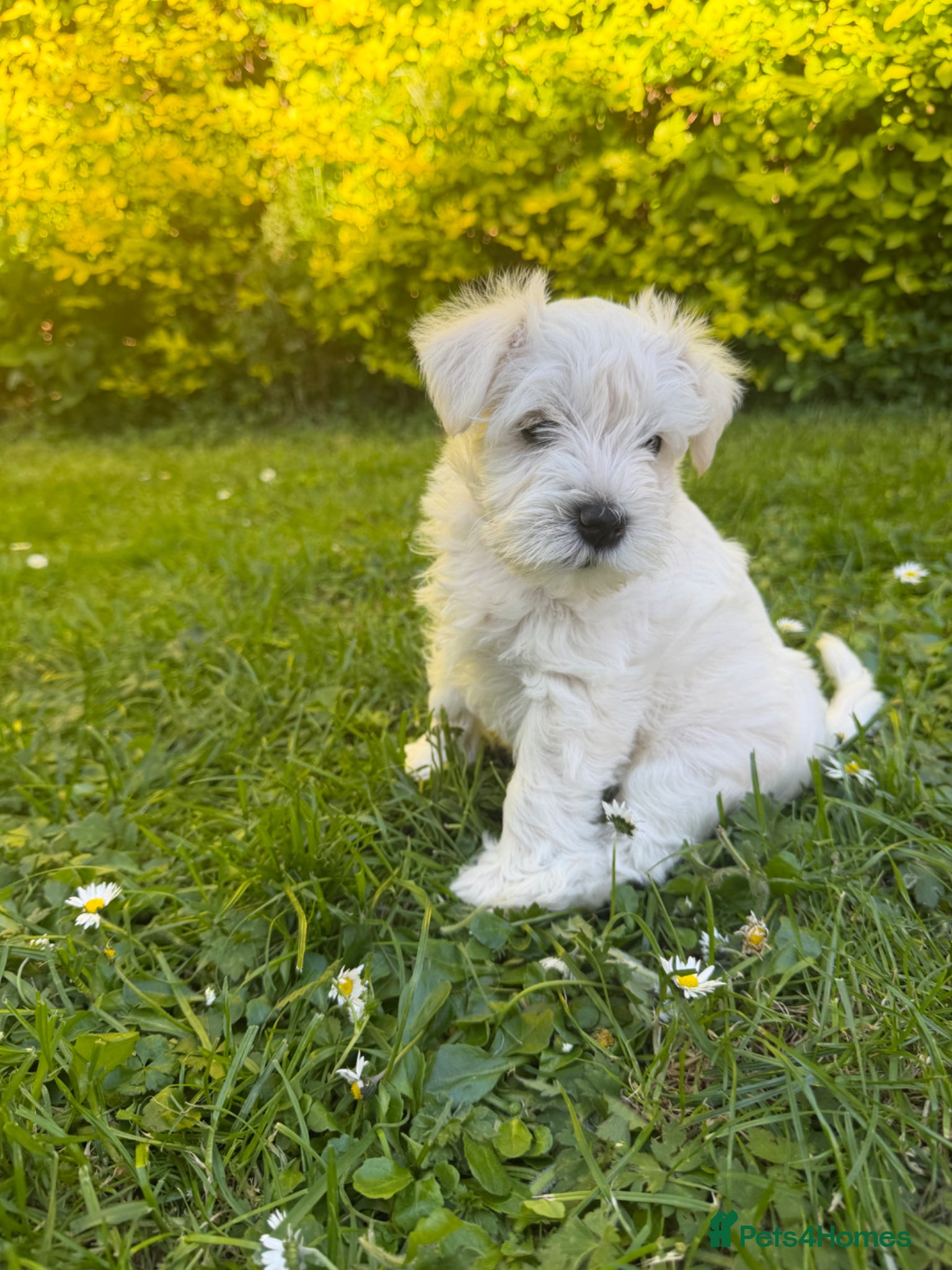 Miniature Schnauzer dogs for sale: Available: 🐾 3 Girls 🐾 2 Boys - Advert 4