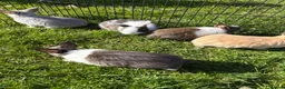 Dwarf Lop rabbits for sale: Beautiful and friendly babies - Advert 6