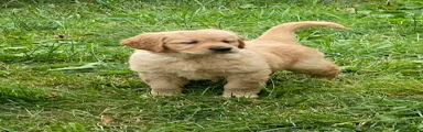 Golden Retriever 3