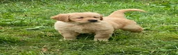 Golden Retriever dogs for sale: A happy healthy family companion  - Advert 2