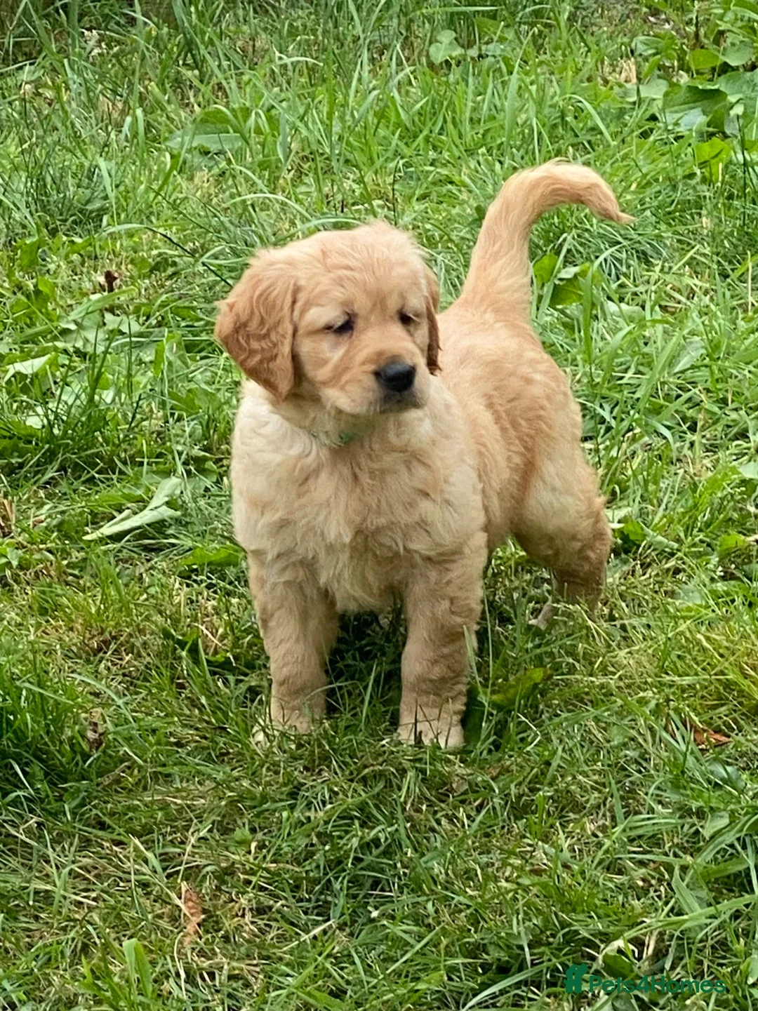 Golden Retriever dogs for sale: A happy healthy family companion  - Advert 2