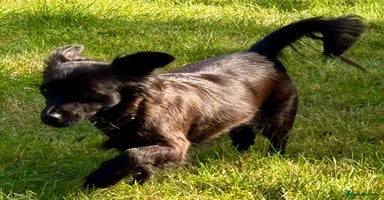 Schipperke dogs - Advert 9