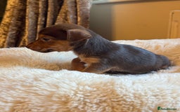 Jack Russell dogs for sale: Stunning Much Wenlock puppies  - Image 8