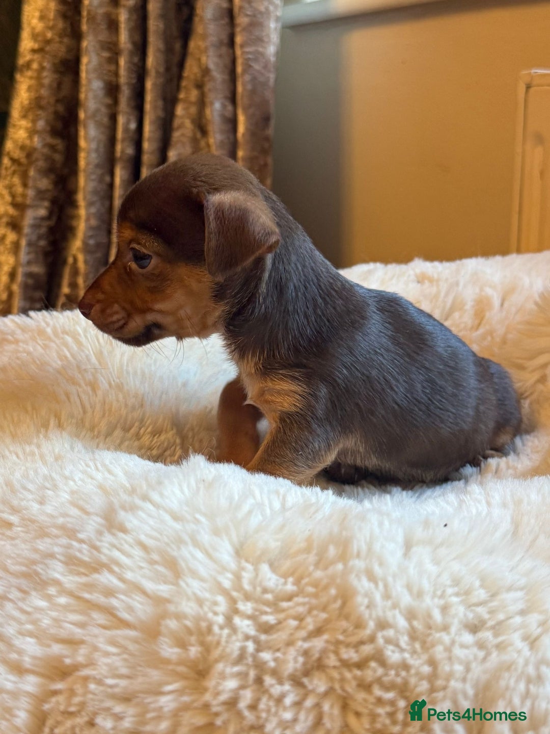 Jack Russell dogs for sale: Stunning Much Wenlock puppies  - Image 8