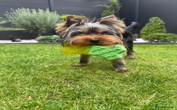 Yorkshire Terrier dogs for sale: Miniature Yorkshire terrier boy  - Image 2