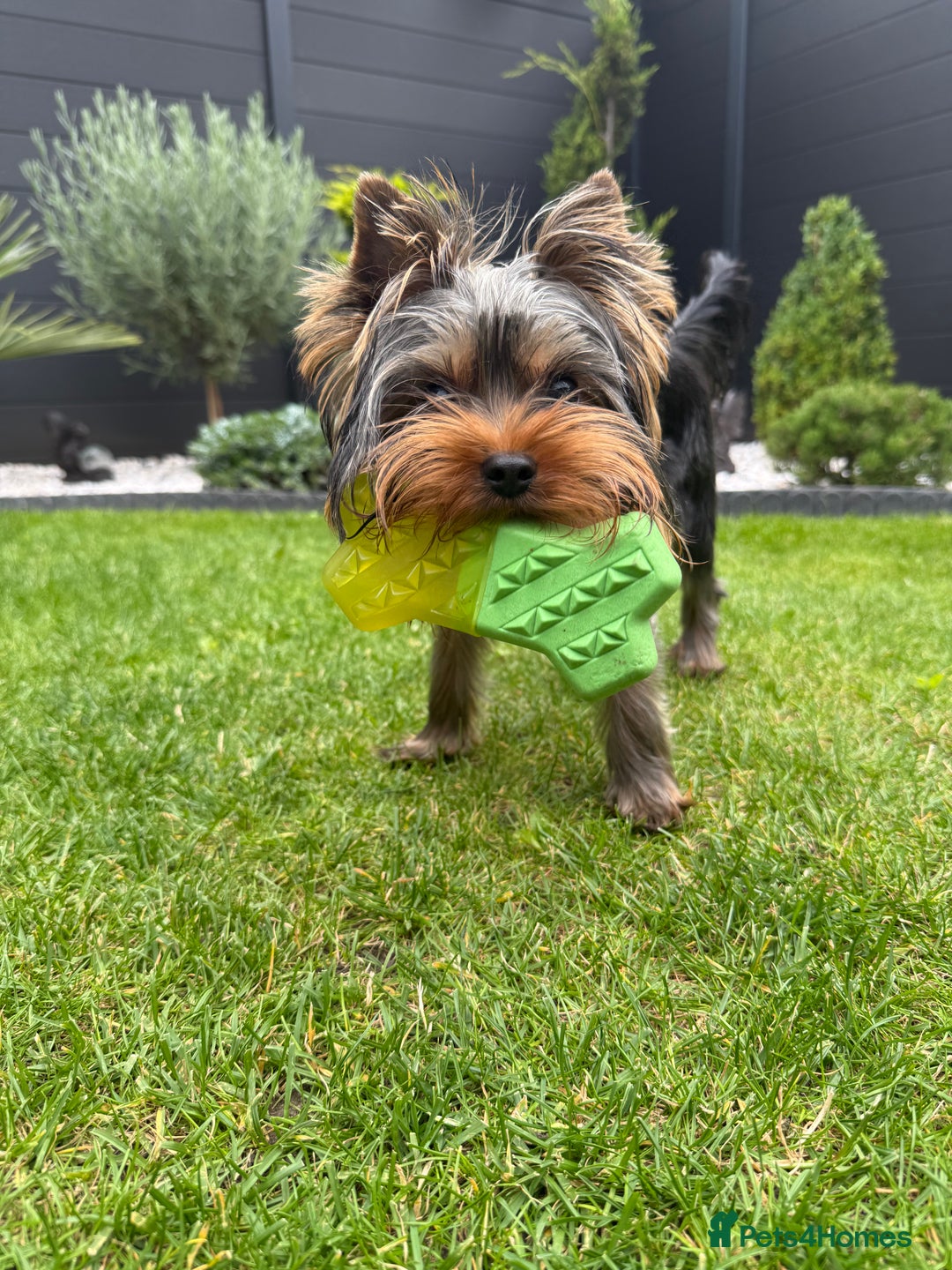Yorkshire Terrier dogs for sale: Miniature Yorkshire terrier boy  - Image 2