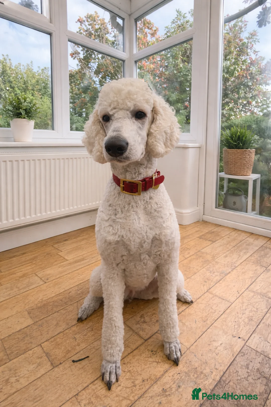 Standard Poodle dogs for sale: Silver & blue KC registered Standard Poodle Boys - Advert 18