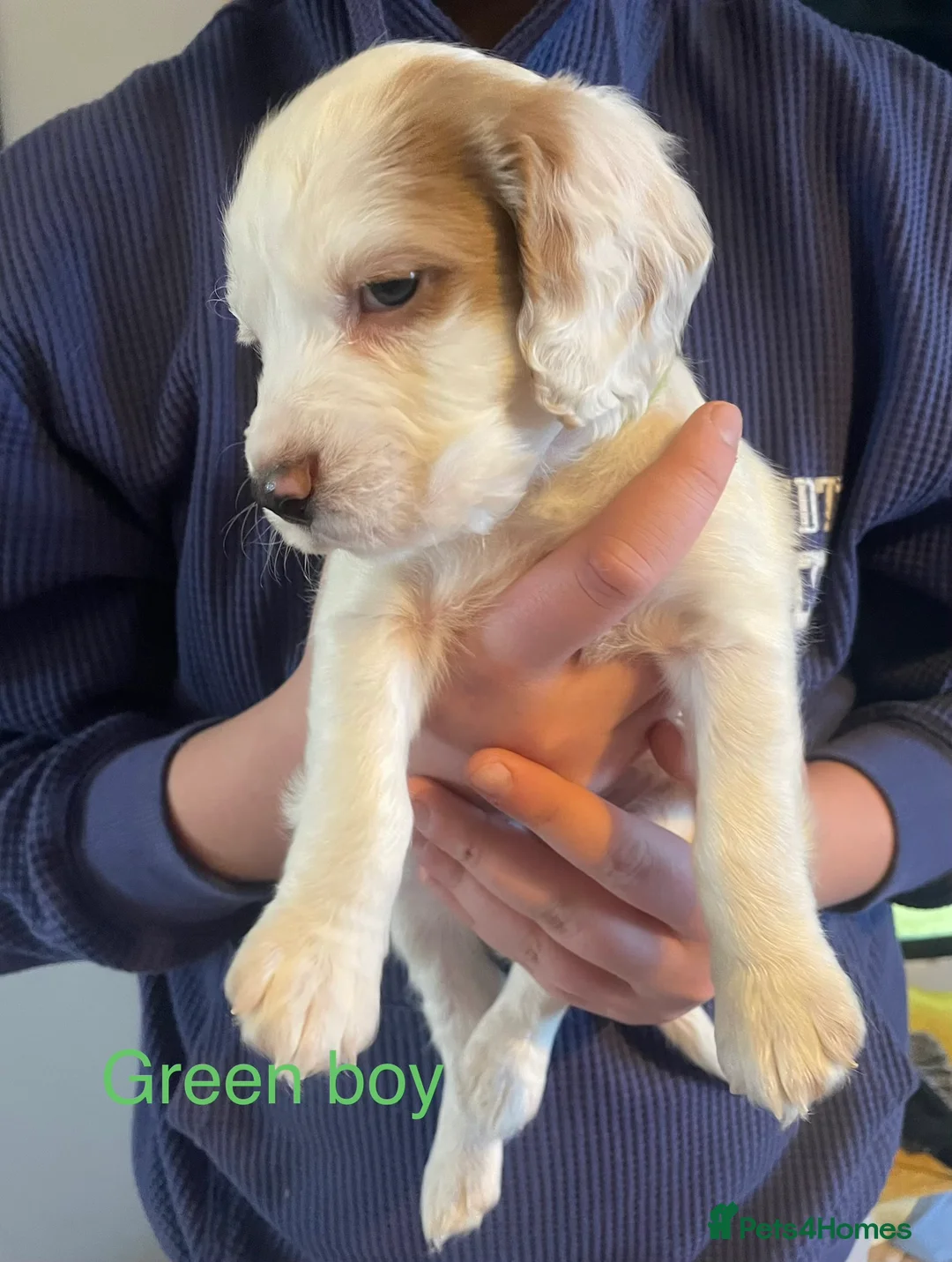 Cockapoo dogs for sale: Cocker spaniel x F1B cockapoo - Advert 6