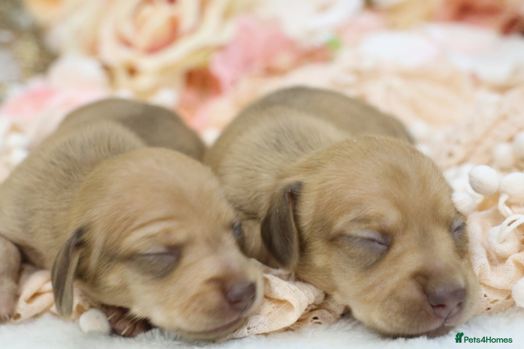Miniature Dachshund dogs for sale: KC Miniature Dachshund Puppies - Advert 11