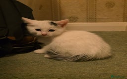 Domestic Shorthair cats for sale: 5 Super Sweet Kittens  - Image 3