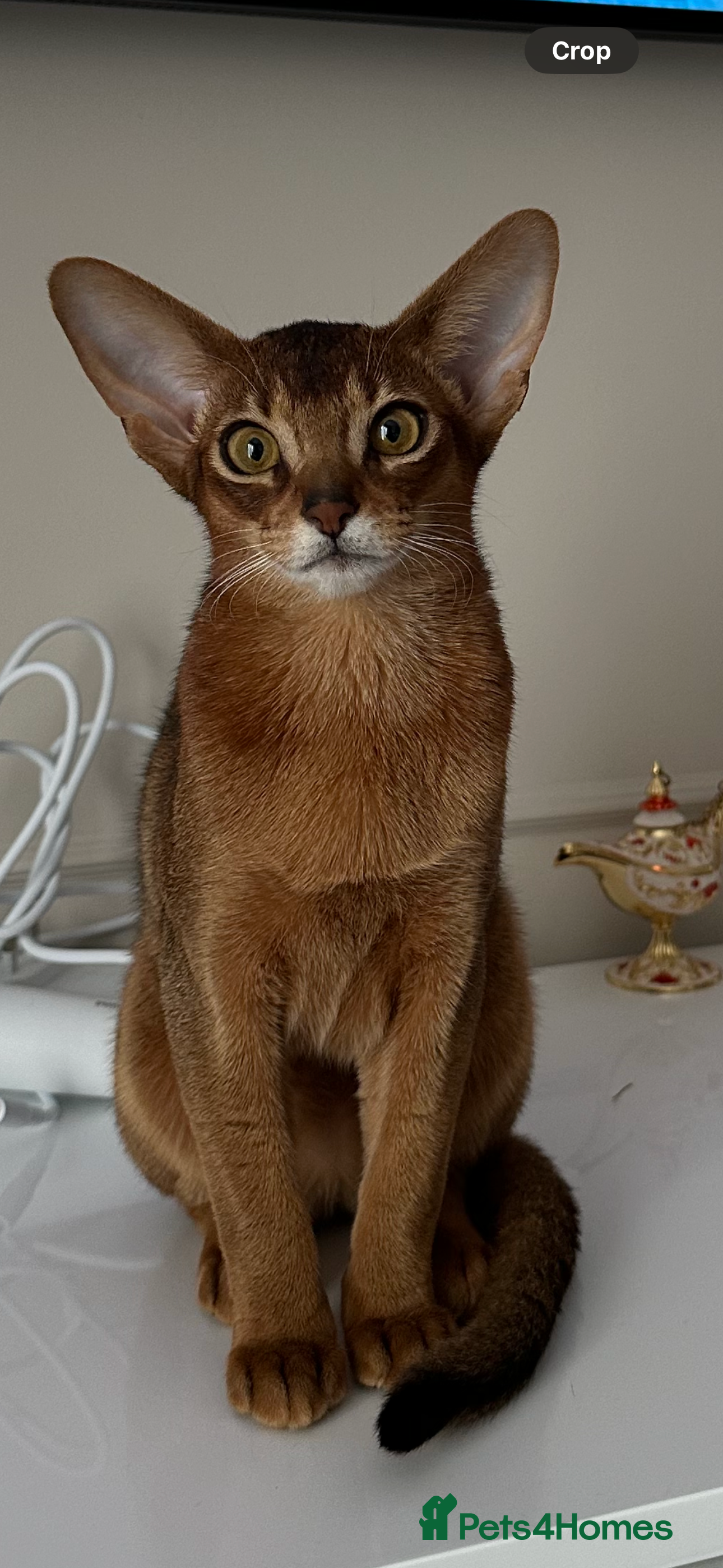 Abyssinian cats Perfect girl Ready to Go 💝 - Advert 11