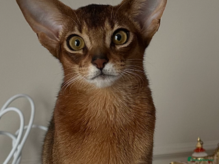 Abyssinian cats Perfect girl Ready to Go 💝 - Advert 9