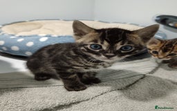 Bengal cats for sale: Pure Bengal kittens - Image 27