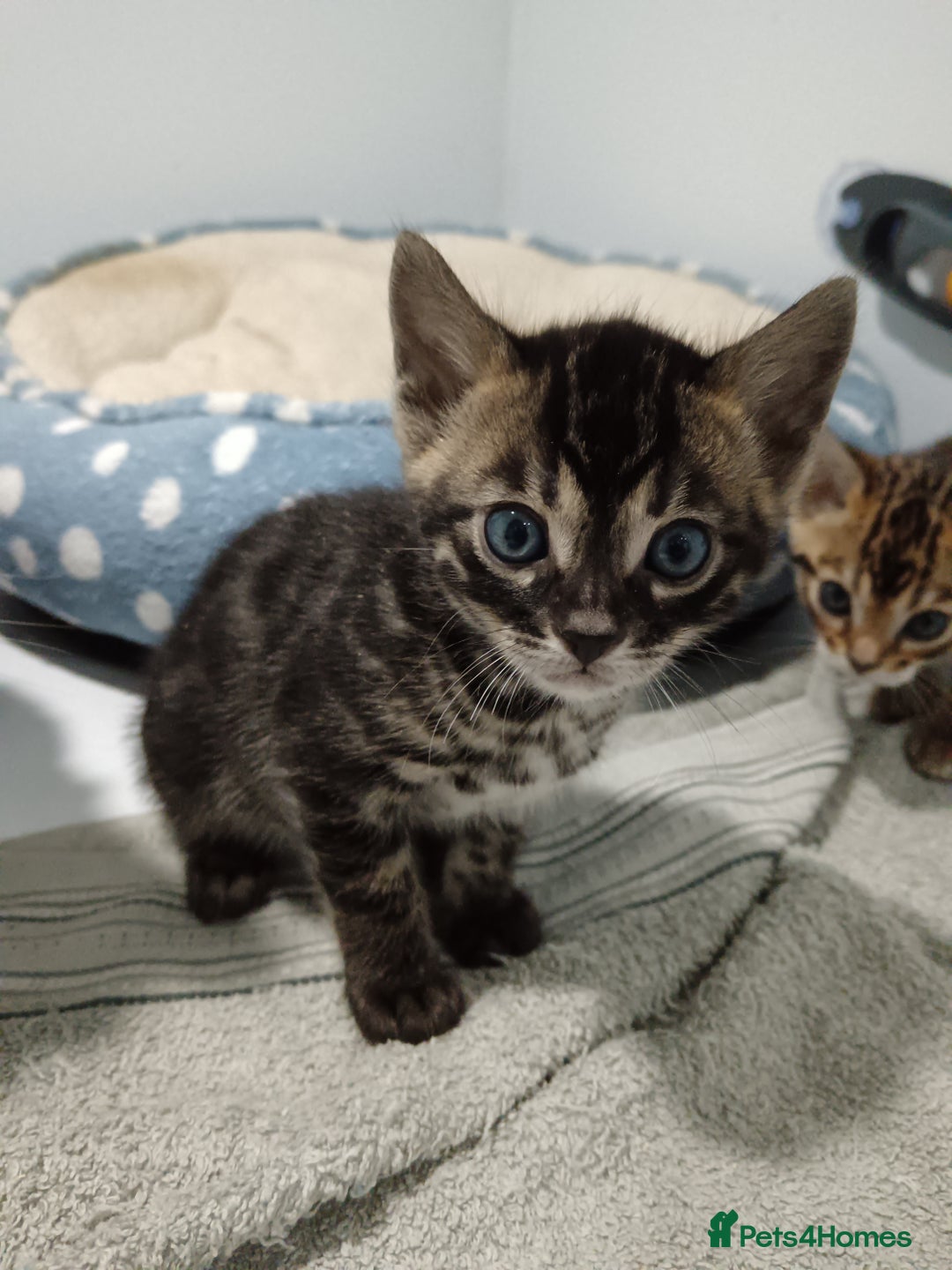 Bengal cats for sale: Pure Bengal kittens - Image 27