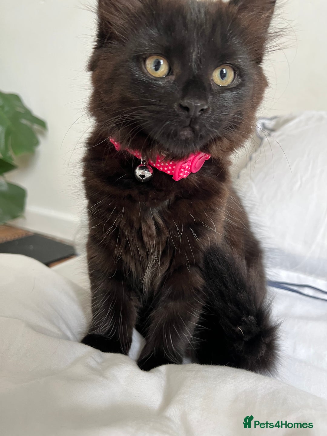 British Longhair cats for sale: Longhair Kitten 🐈‍⬛ 🖤!!(REDUCED BY £100) - Image 7
