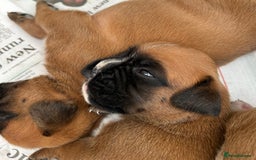 Boxer dogs for sale: 5 STAR LICENSE BREDDER   22 years experience  - Image 10