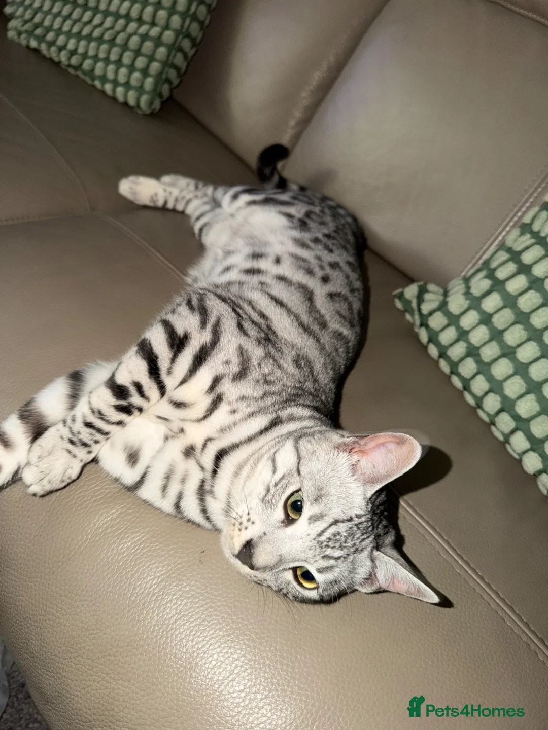 Bengal cats for sale: PURE rare Silver Bengal Male Kitten - 10 months - Advert 2