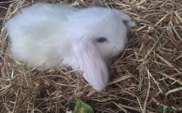 Mini Lop rabbits - Advert 14