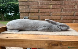 Continental Giant rabbits for sale: fer de Merberger - Image 6