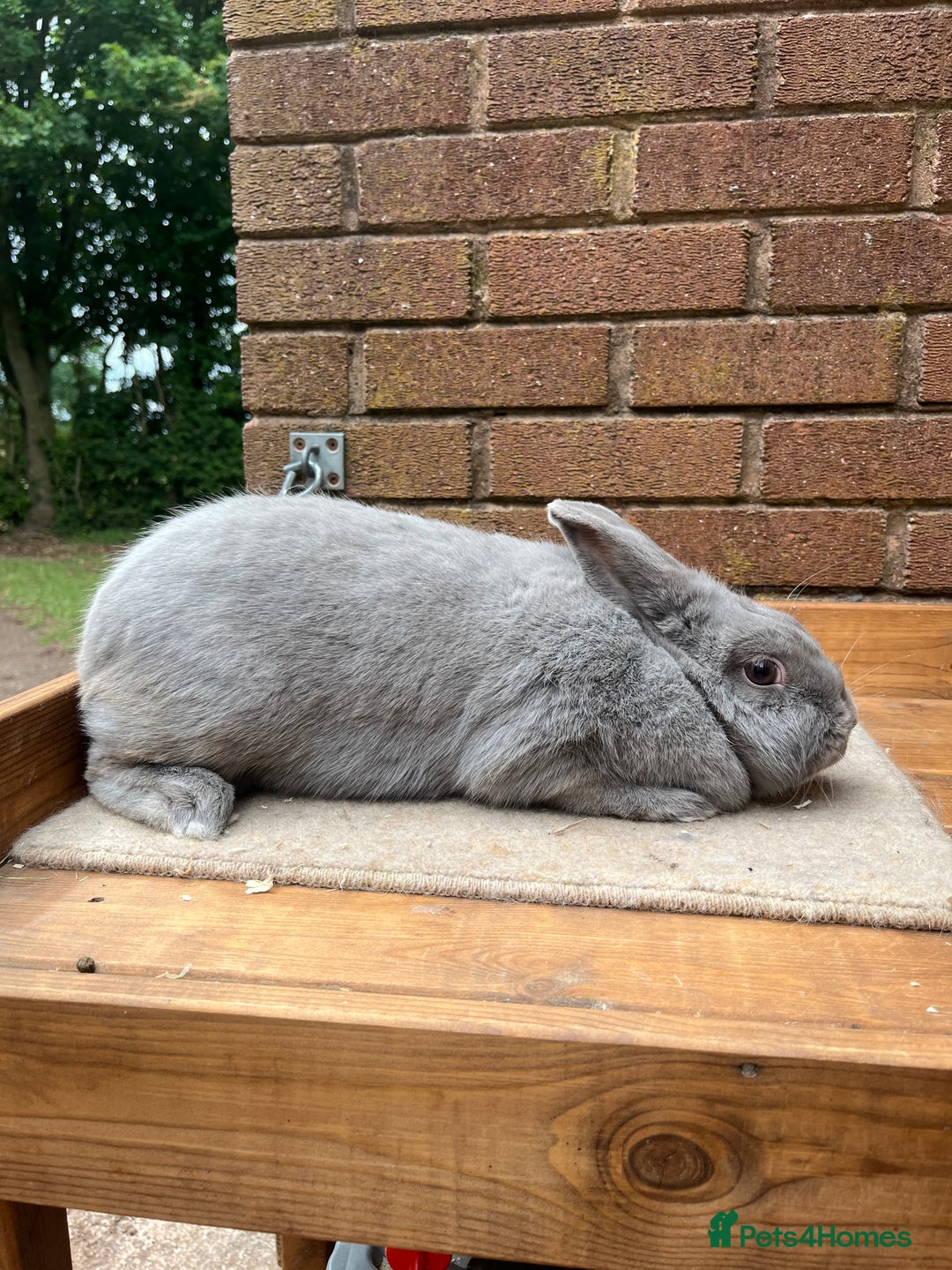 Continental Giant rabbits for sale: fer de Merberger - Image 6