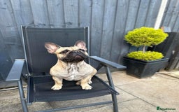 French Bulldog dogs for stud: French bulldog for stud *PROVEN* in Northampton - Image 4