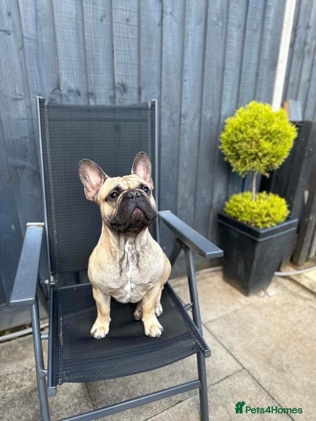 French Bulldog dogs for stud: French bulldog for stud *PROVEN* in Northampton - Image 4