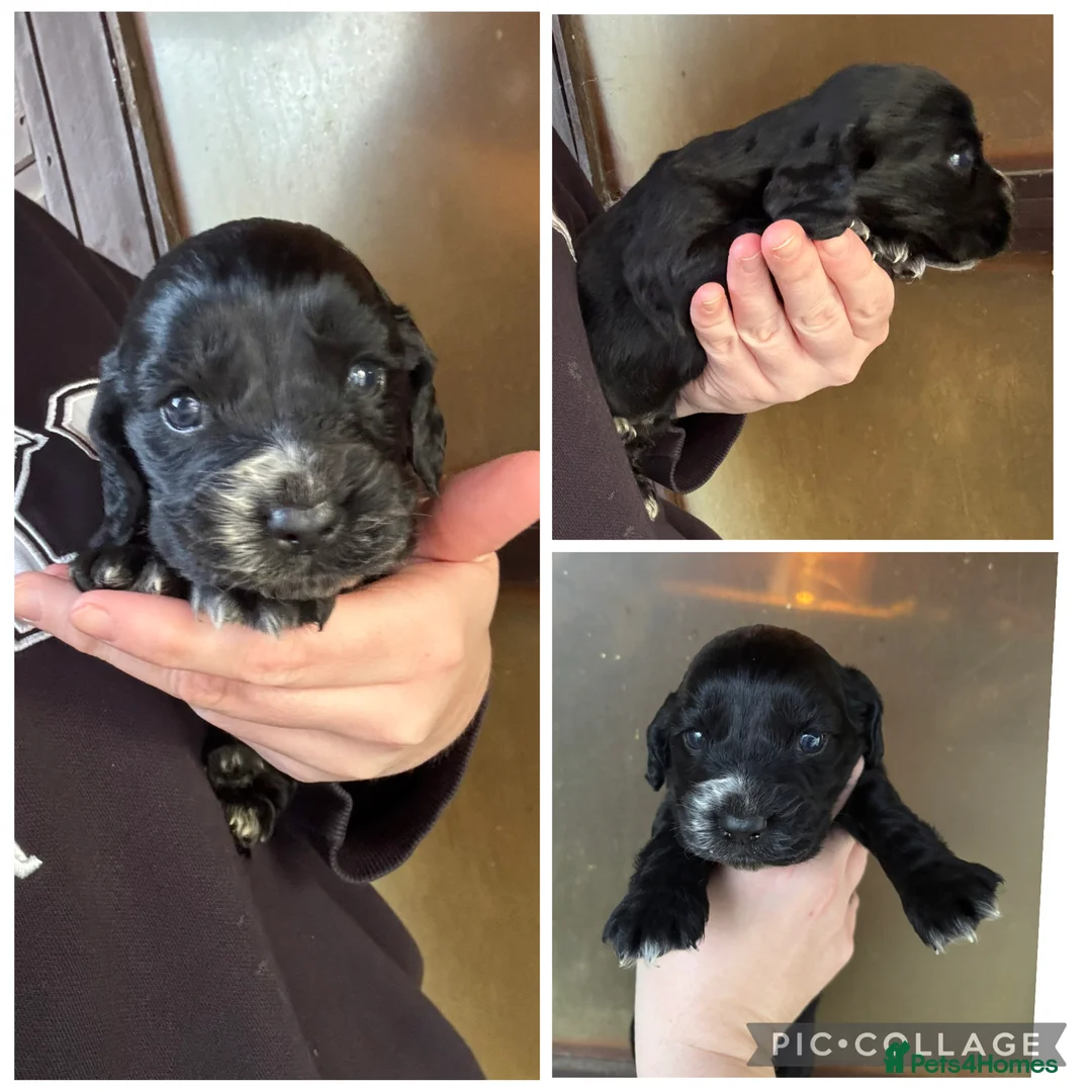 Cockapoo dogs for sale: Cockapoo puppies - Advert 4