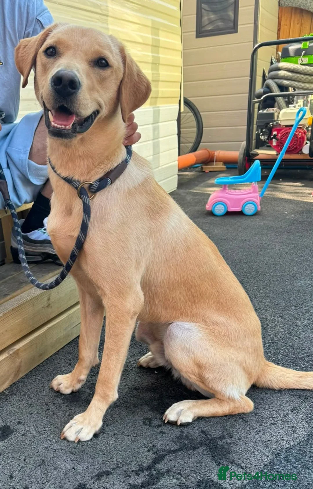Labrador Retriever dogs for sale: 21 Month old male labrador  - Advert 3