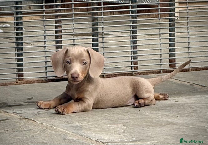 Miniature Dachshund dogs - Advert 2