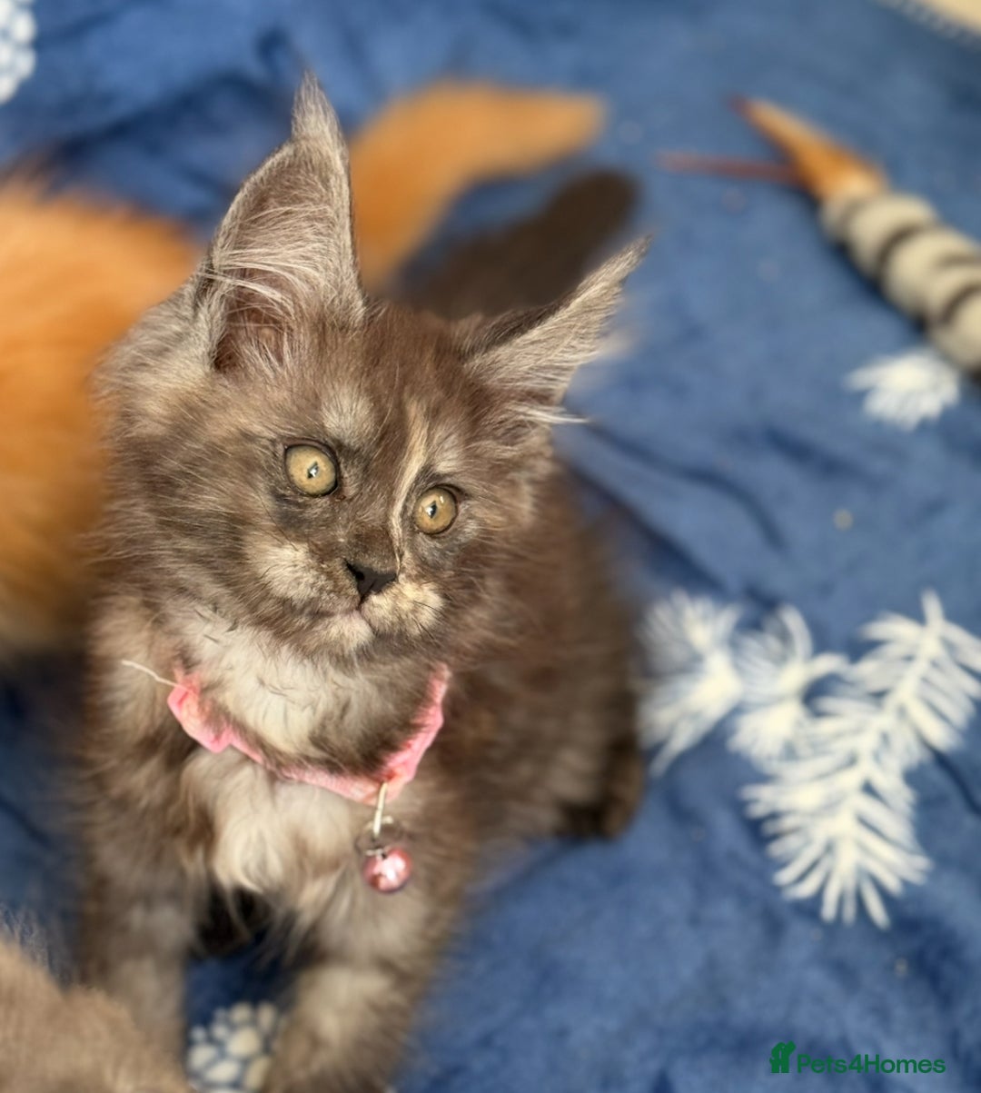 Maine Coon cats for sale: Pedigree MainCoon Kittens  - Image 18
