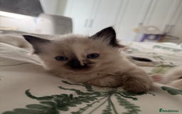 Ragdoll cats for sale: 8 ragdoll kittens, flame point, seal & blue point - Image 14