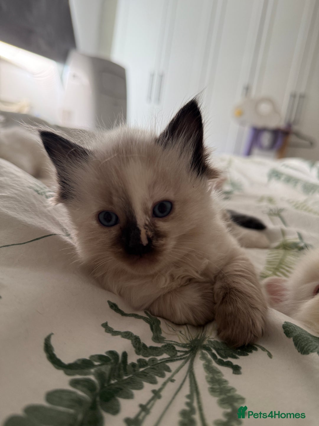 Ragdoll cats for sale: 8 ragdoll kittens, flame point, seal & blue point - Image 14