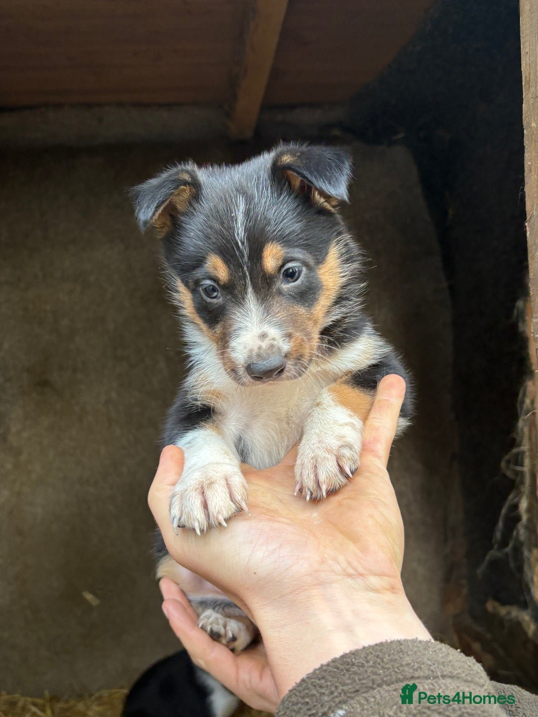 Border Collie dogs for sale: Wonderful black/white/tri border collie puppies  - Image 11