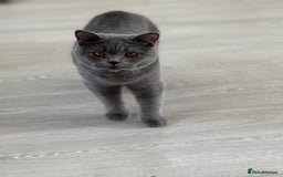 British Shorthair cats for sale: Beautiful British Shorthair Girl – Blue 🐾💙 - Image 5