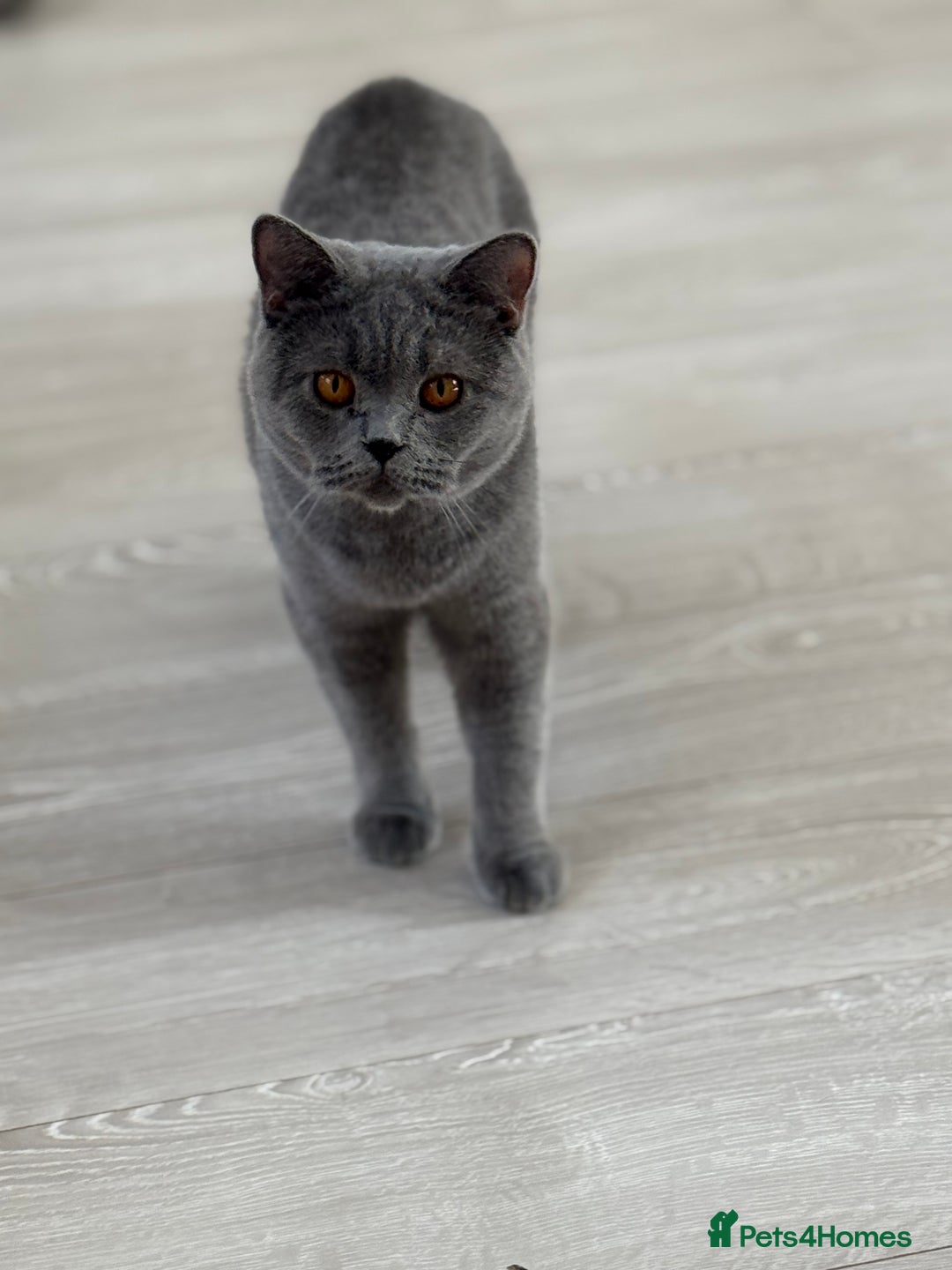 British Shorthair cats for sale: Beautiful British Shorthair Girl – Blue 🐾💙 - Image 5