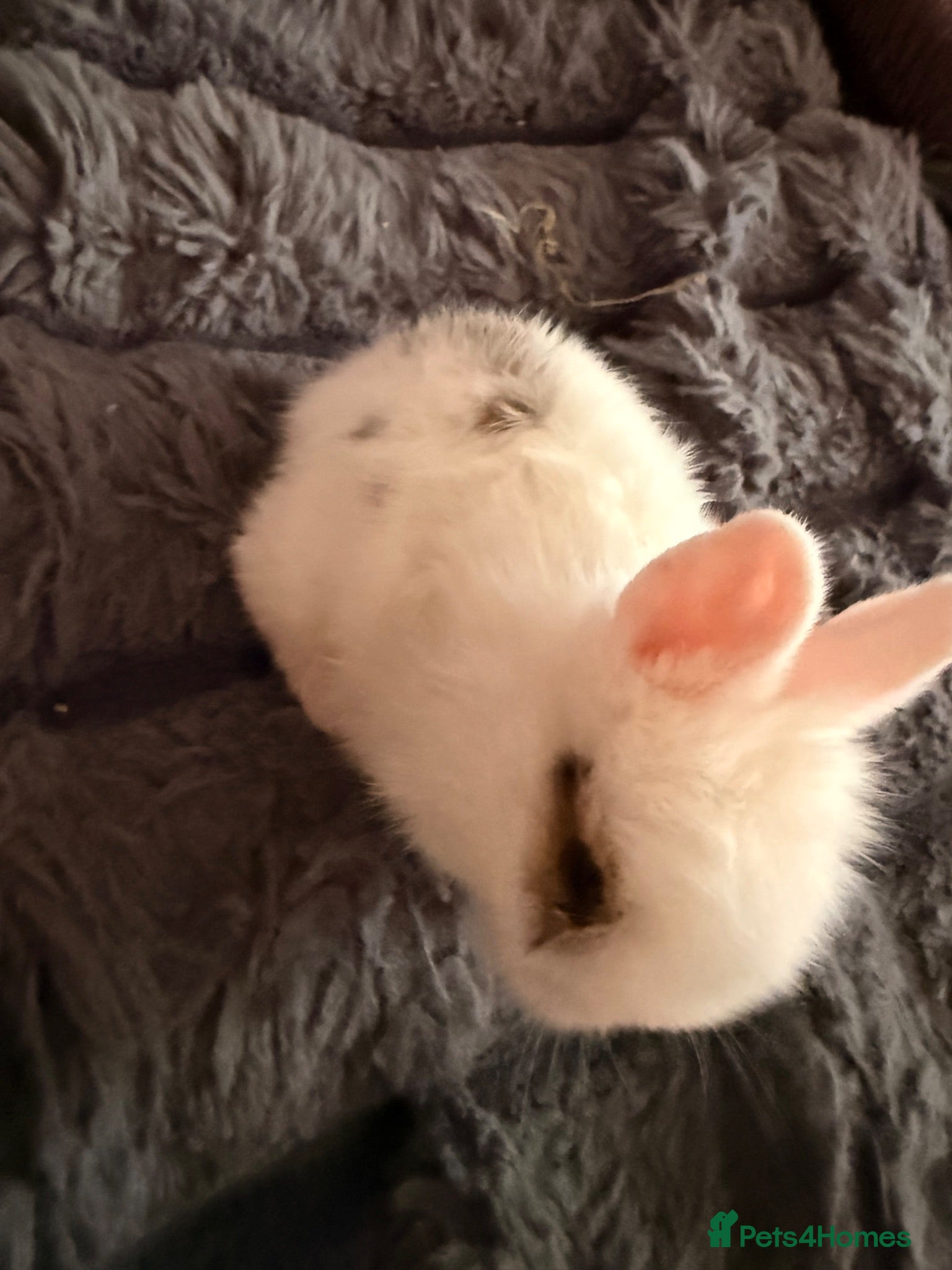 Mixed Breed rabbits 2 Bunnies for rehoming - Advert 1