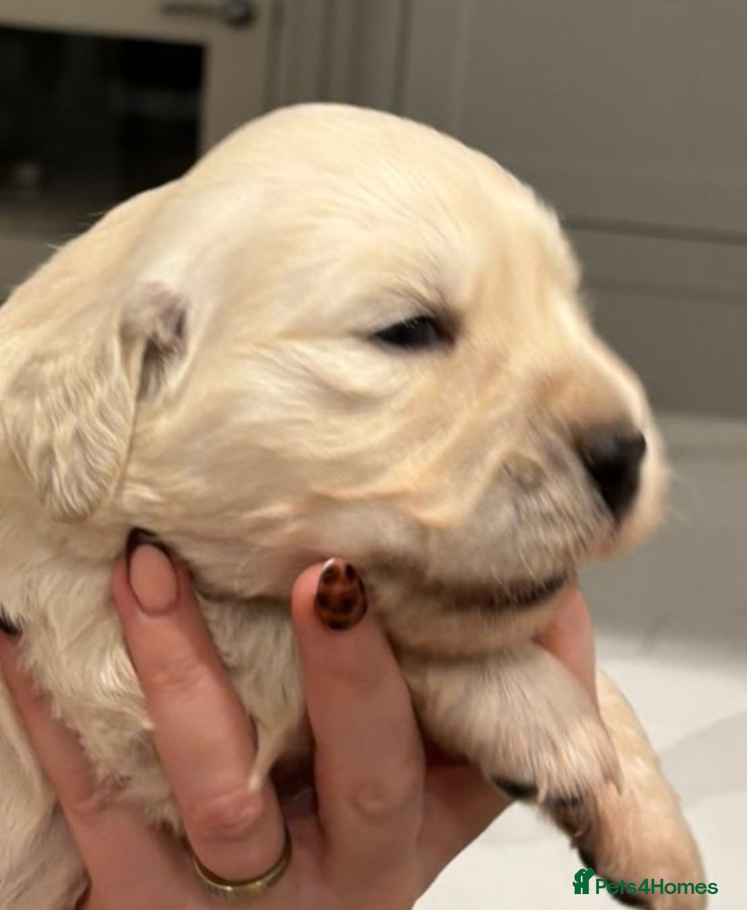 Golden Retriever dogs for sale: 1 x Male Golden Retriever - Advert 9