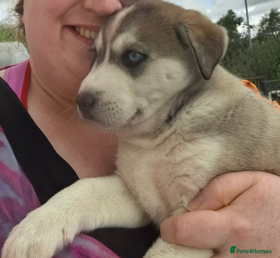Mixed Breed dogs for sale: Beautiful Male Lab-sky puppy - Image 9