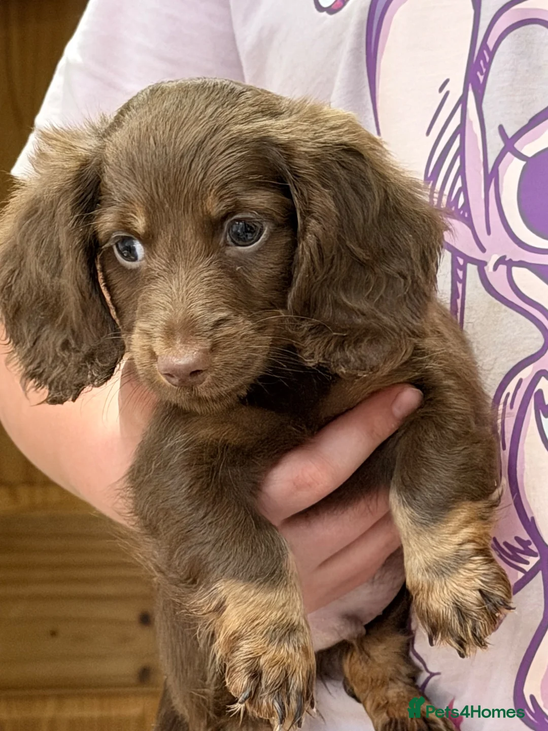 Dachshund dogs for sale: True miniature dachshund boys ready now  - Advert 23