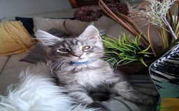 Maine Coon cats for sale: MAINE COON XL purebred registered active - Image 14