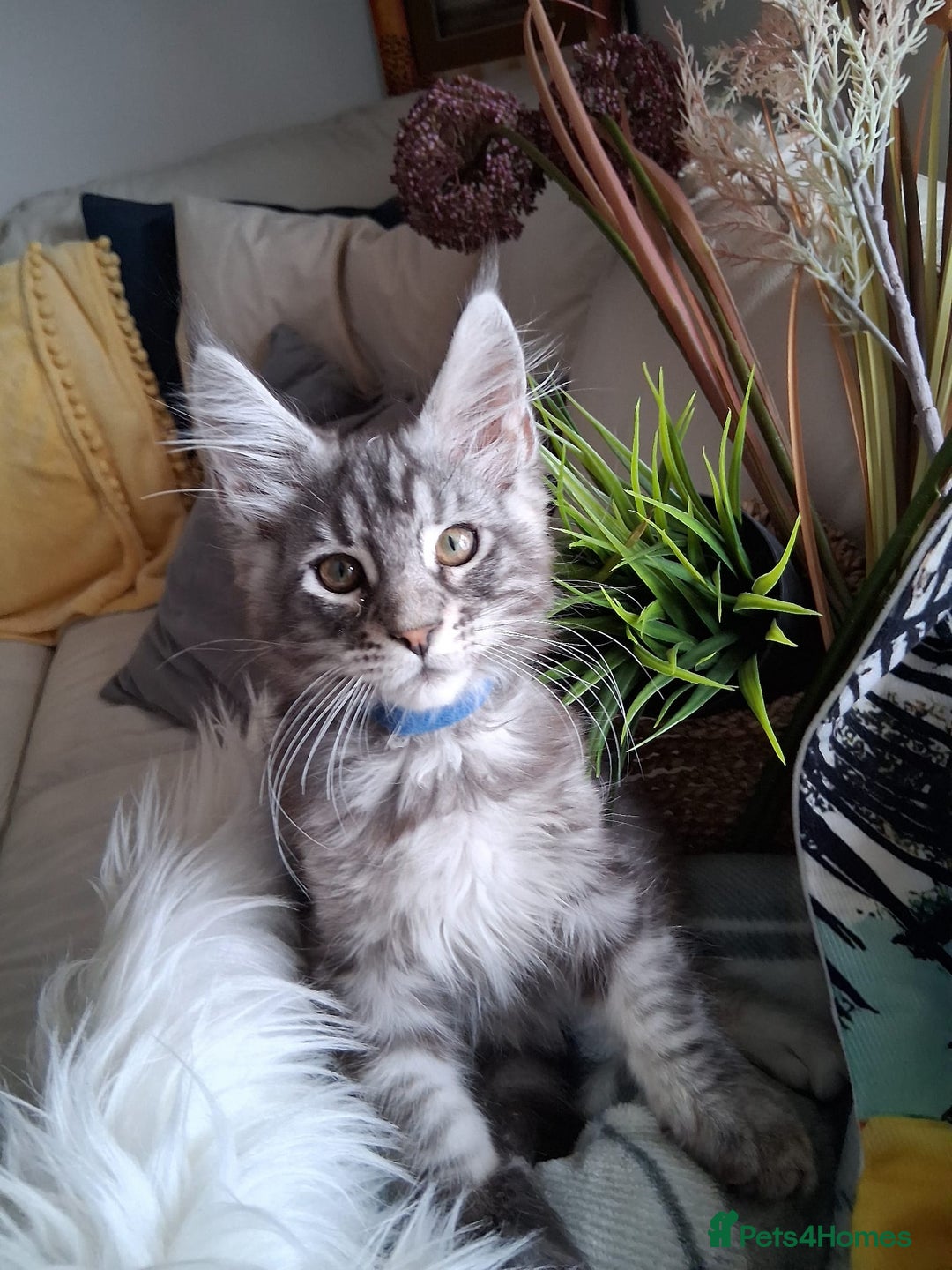 Maine Coon cats for sale: MAINE COON XL purebred registered active - Image 14