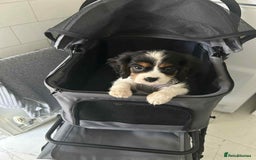 Cavalier King Charles Spaniel dogs for sale: king charles cavalier  - Image 1