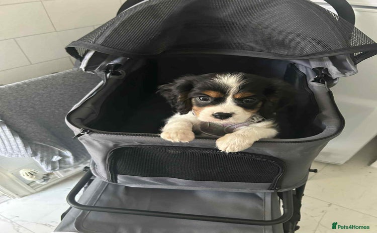 Cavalier King Charles Spaniel dogs - Advert 1
