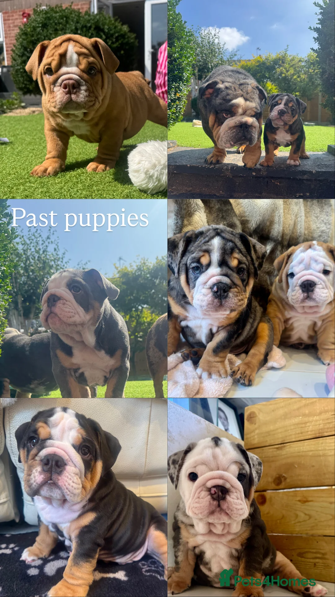 English Bulldog dogs for stud: Black Merle tri stud. - Advert 2