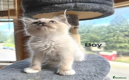 Ragdoll cats for sale: 4 beautiful ragdoll kittens  - Image 19