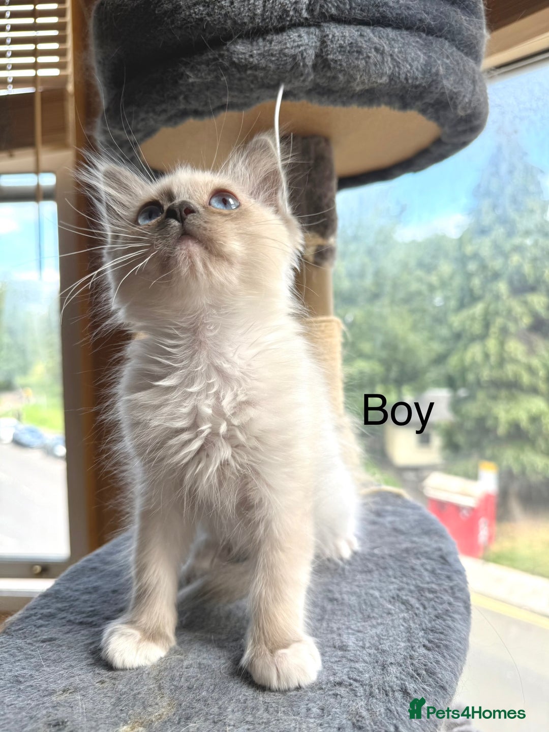 Ragdoll cats for sale: 4 beautiful ragdoll kittens  - Image 19